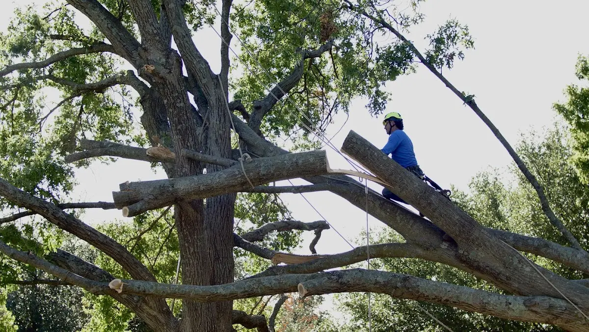 Professional Crown Thinning performed by certified arborists in Clear Fork
