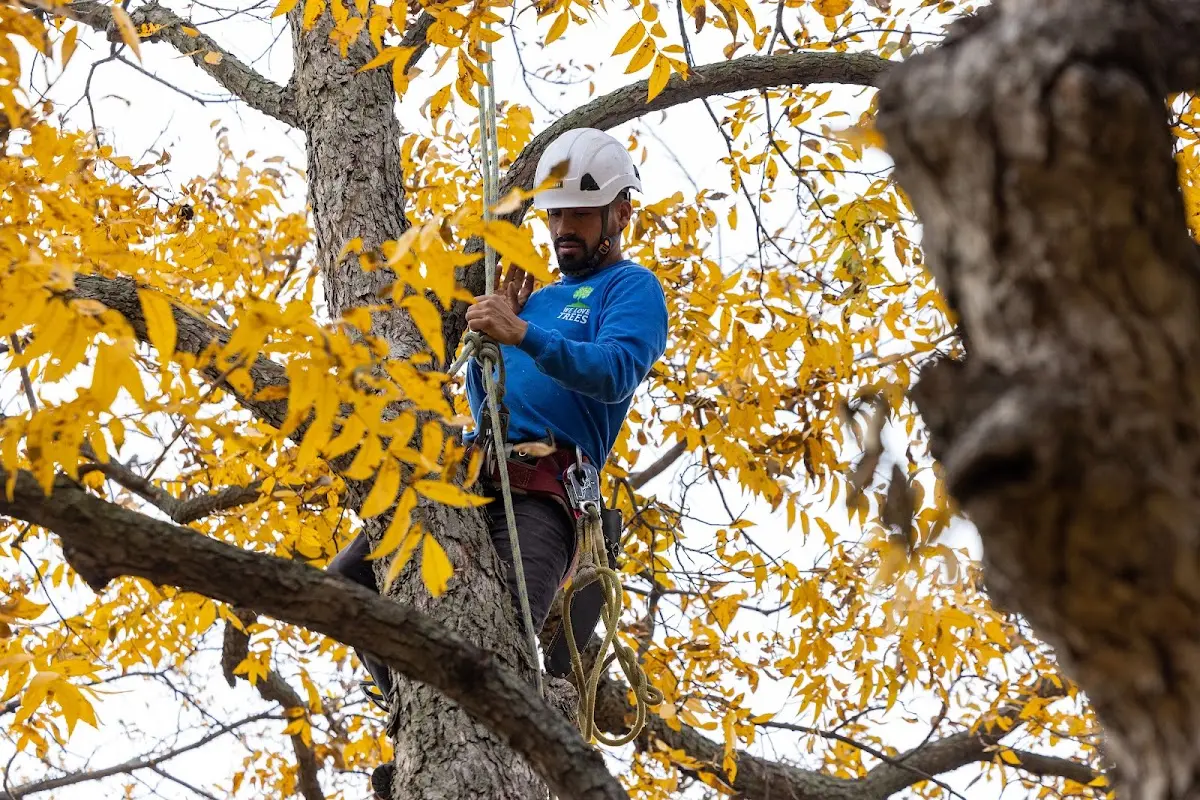 Skilled Tree Transplanting crew working in Clear Fork